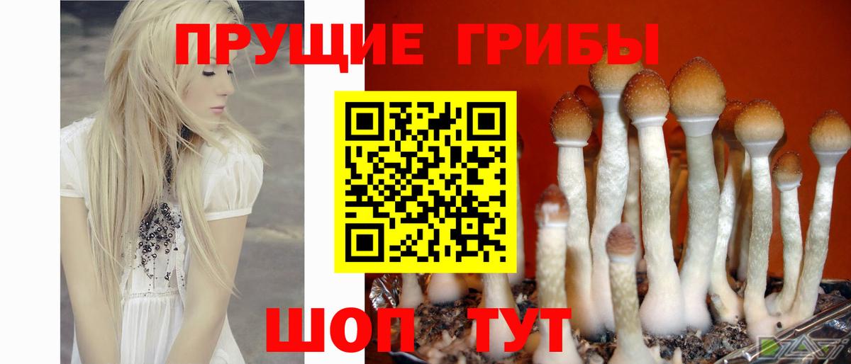 Псилоцибиновые грибы прущие грибы Видное